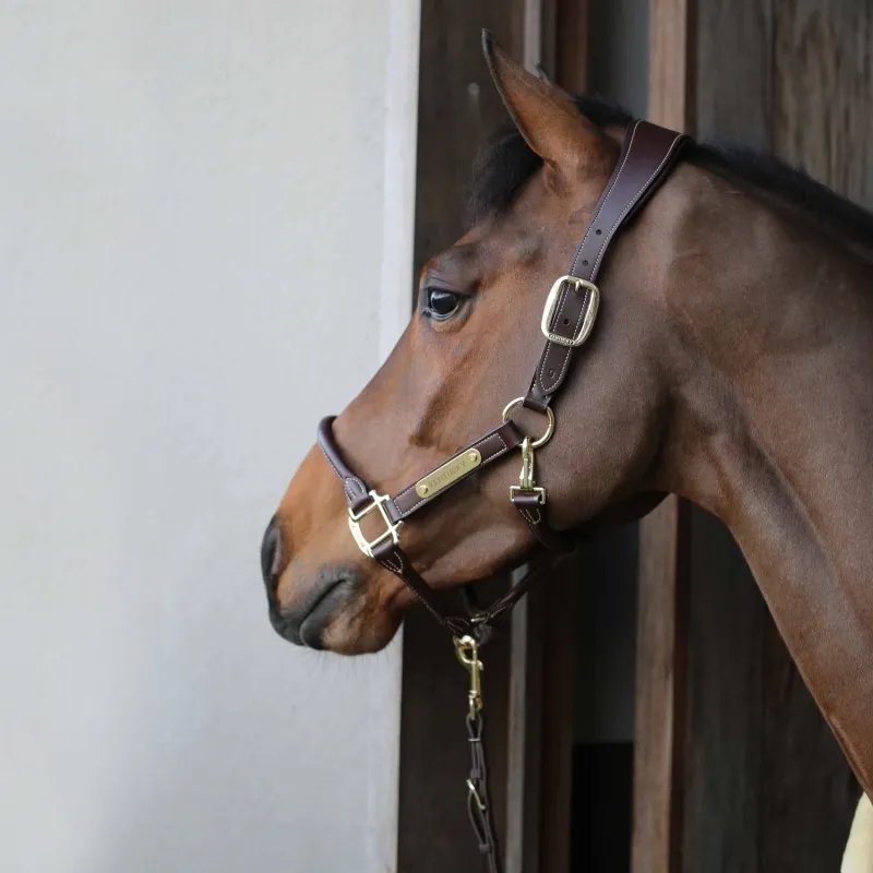 Licol cheval anatomique simili-cuir - Kentucky Horsewear - KENTUCKY HORSEWEAR - Licols cuir - Equestra